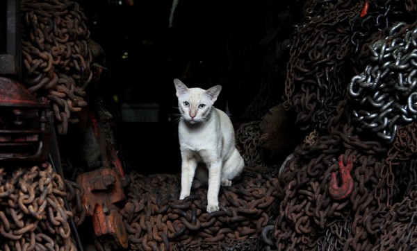 chat