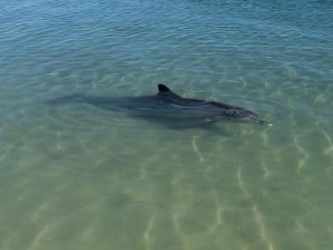 dauphin. Shark Bay Australie