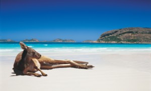 kangourou sur la plage.