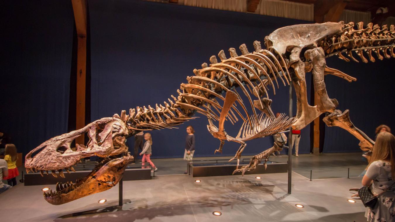 un t.rex à paris. trix. museum du jardin des plantes.