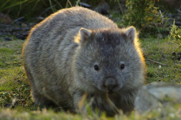 journée internationale du wombat. australie.