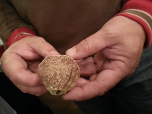 San Miniato truffe blanche