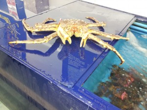 crabe royal. Métro