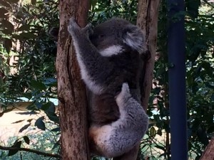 australie.koala