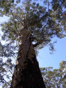 karri. Eucalyptus. Australie