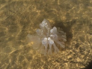 méduses-pyla-sur-mer