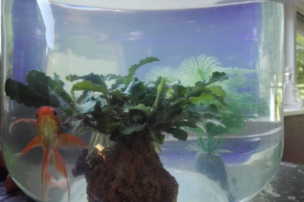 truffaut.poisson rouge.plante aquatique pour bocal. Bucephalandra