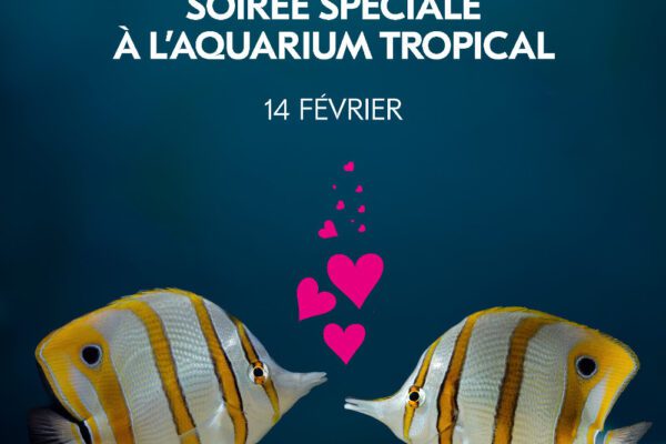 célébrer la saint-valentin avec des poissons. aquarium tropical de la porte dorée.